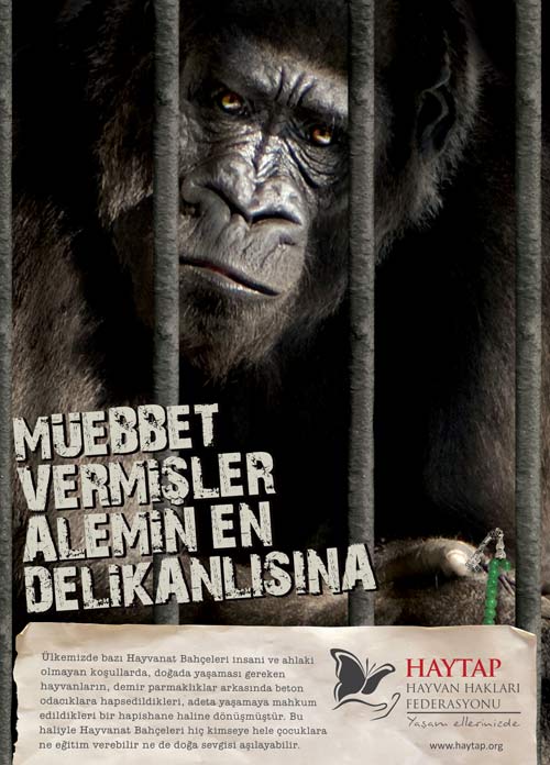 goril_muebbet