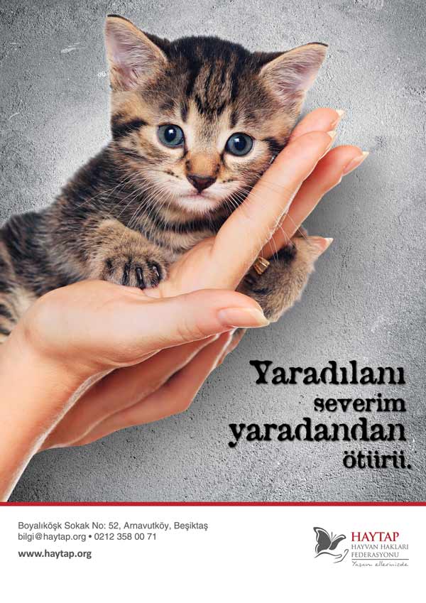 merhamet_kedi_A4