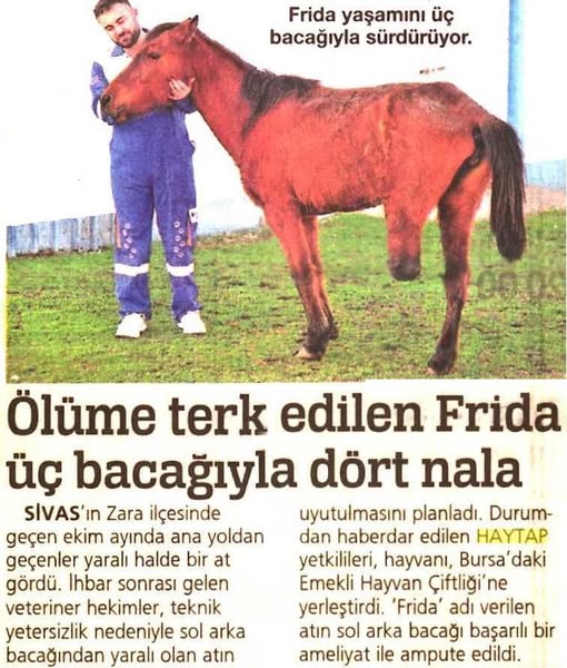 ’Frida’ Bir Haytap Kurtarma Öyküsü