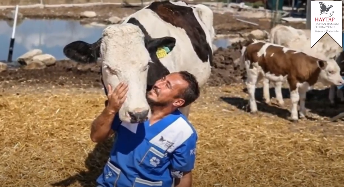 Retired Farm Animals Sanctuary of Haytap in Bursa**