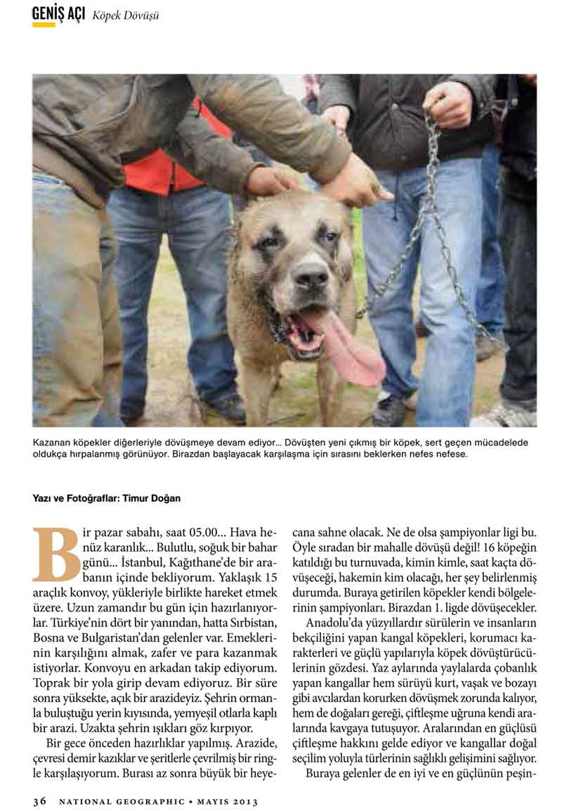 National Geographic - Haytap ’’Acımasız ve Kanlı Köpek Dövüşleri’’