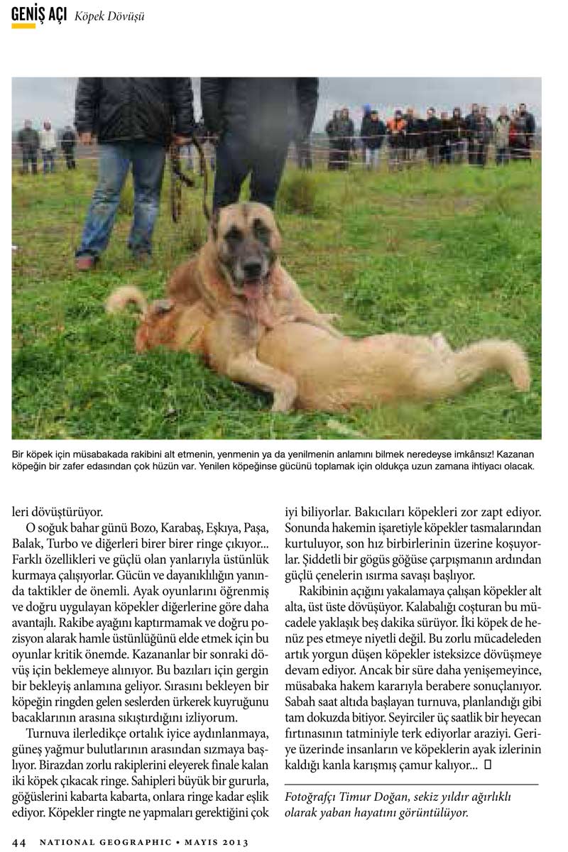 National Geographic - Haytap ’’Acımasız ve Kanlı Köpek Dövüşleri’’