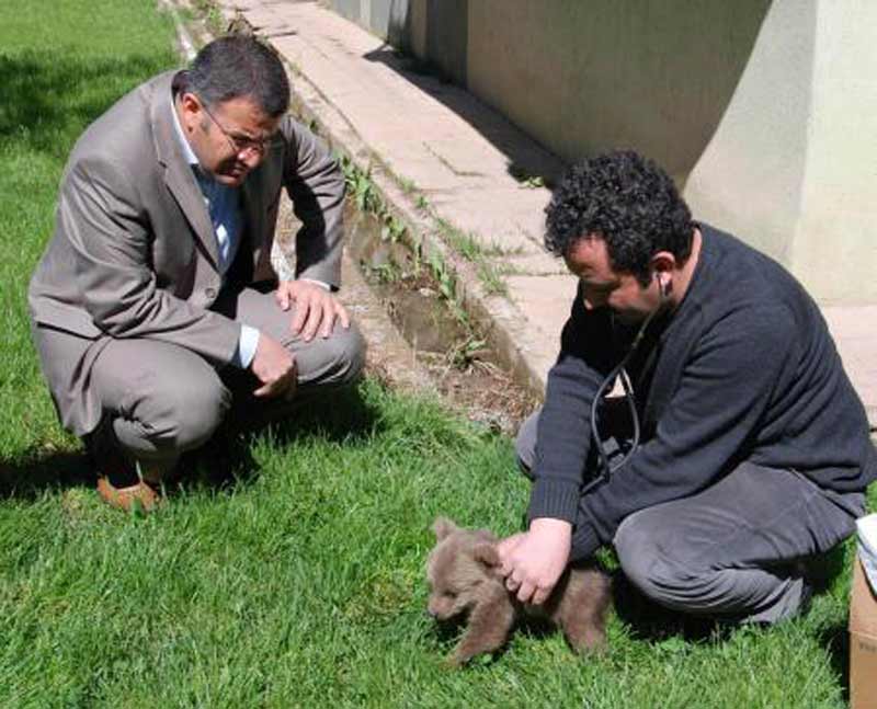 Yavru Ayı Devlet Korumasında Karacabey’e Alınıyor