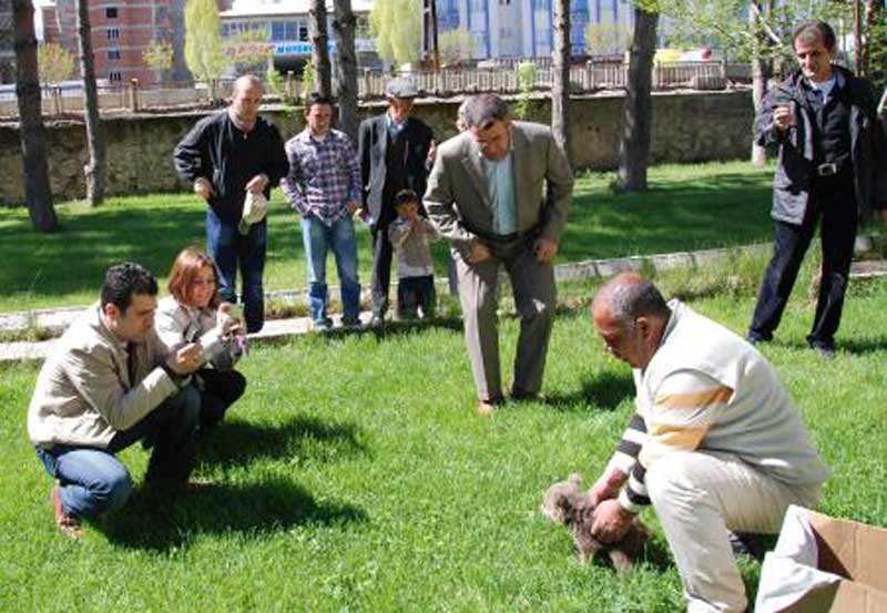 Yavru Ayı Devlet Korumasında Karacabey’e Alınıyor